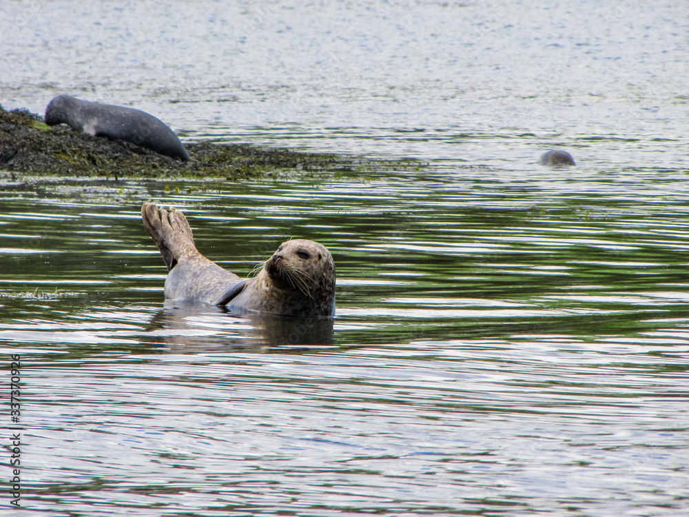 Ταπετσαρία Seal in the Harbor at Bantry Bay, Ireland