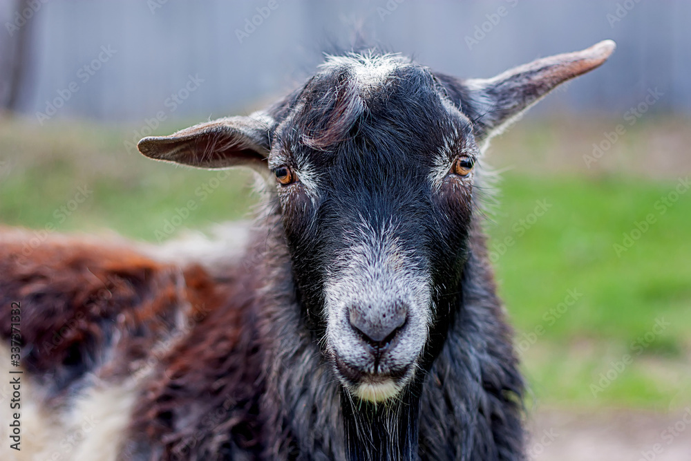 Fototapeta premium portrait of a black and white goat
