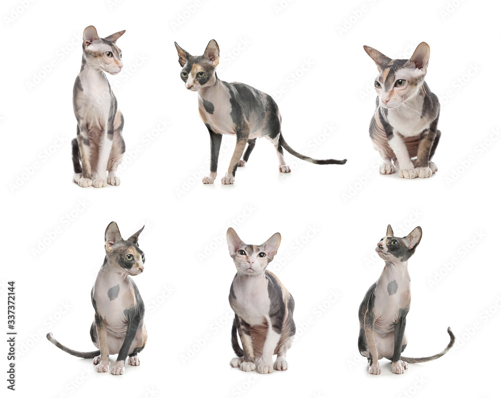 Collage of beautiful Sphynx cat on white background. Lovely pet