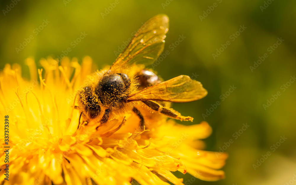 Honey bee collecting nectar from dandelion flower in the spring time. Useful photo for design or web banner. Honey bee collecting nectar from dandelion flower in the spring time. Useful photo for design or web banner.