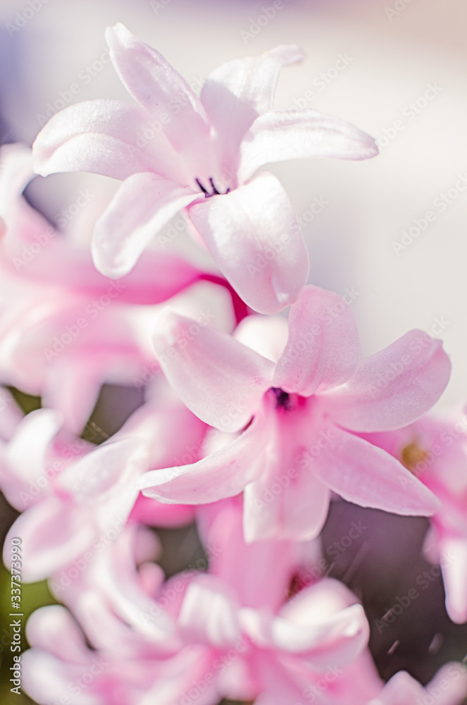 Wonderful hyacinth flowers bloom outdoors in spring on a sunny day