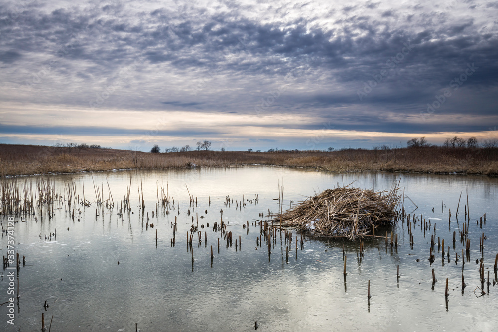 Φωτογραφία A lodge of cattails provides a home to a family of muskrats on a frozen winter marsh