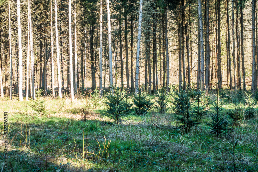 Fototapeta premium Wiederaufforstung im Wald