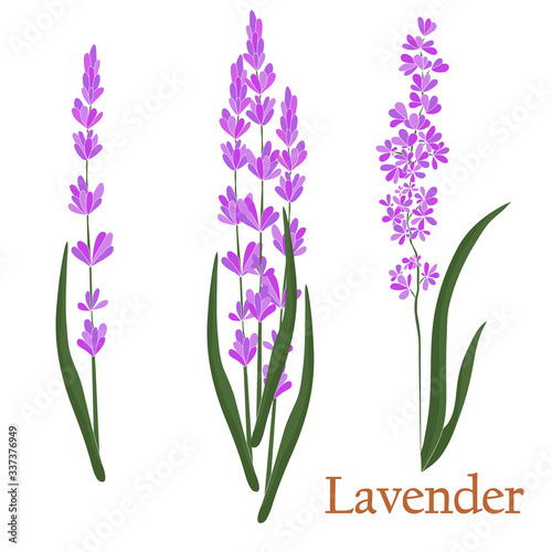 Fototapeta Naklejka Na Ścianę i Meble -  Lavender. Illustration of a plant in a vector with flowers for use in decorating, creating bouquets, cooking of medicinal and herbal tea.