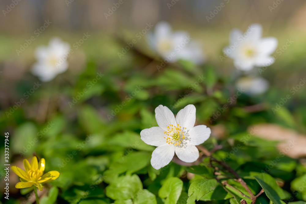 Blumen Buschwindröschen im Wald Blumen Buschwindröschen im Wald