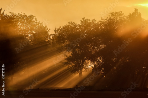  rays of the morning sun through a tree