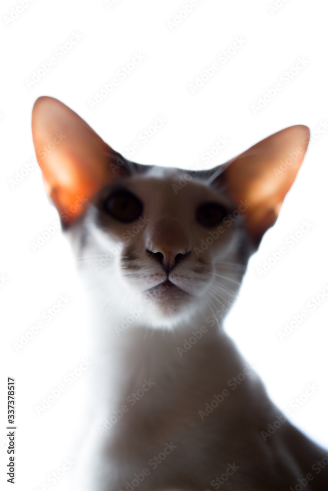 Oriental Shorthair breed of cat. The white background in the background with bright light. White cat.
