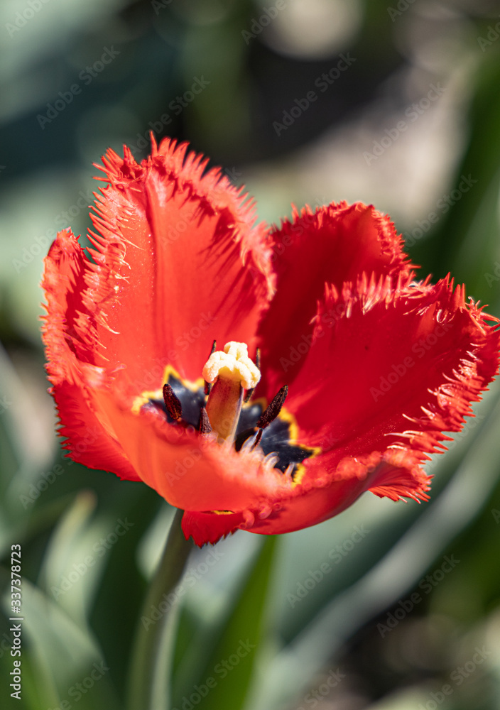 red tulip in sprink - closeup