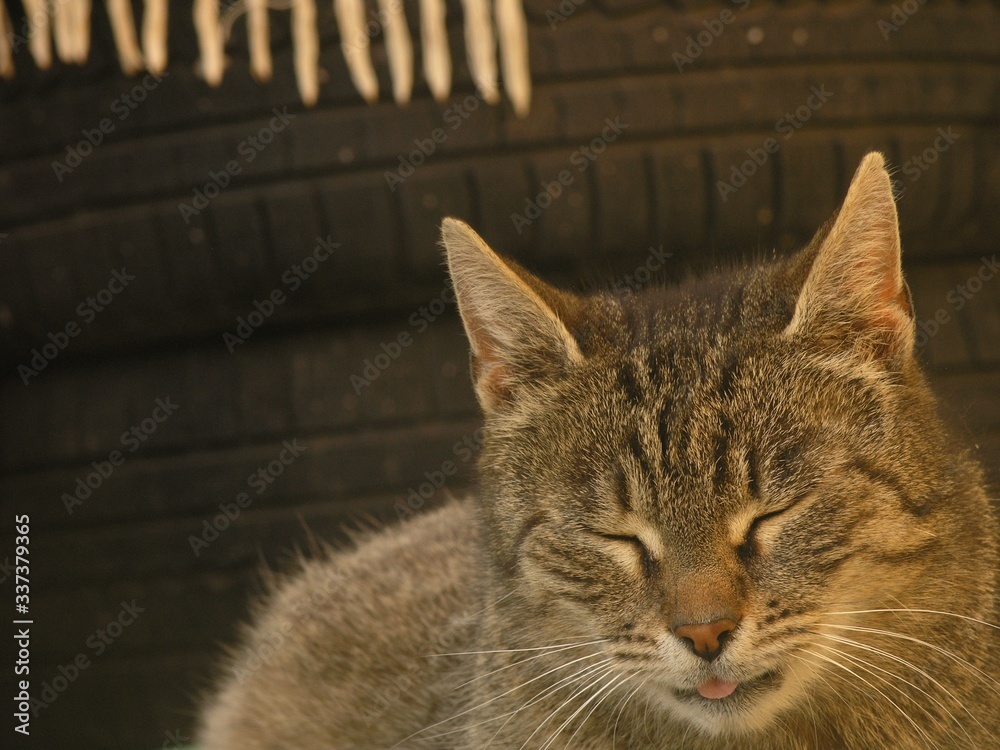 Obraz premium Sleeping cat