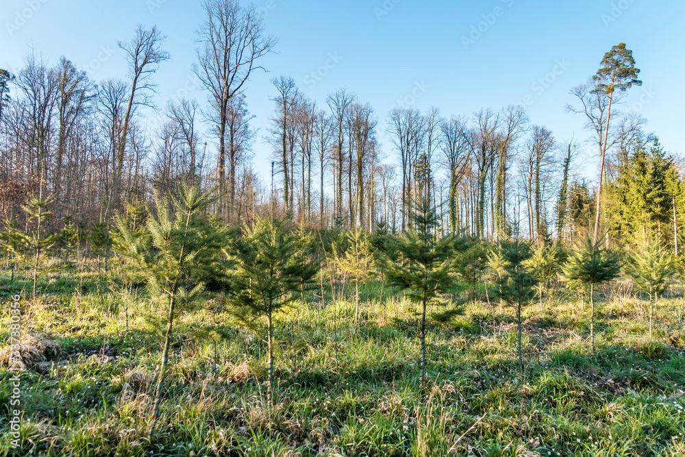 Wiederaufforstung im Wald Wiederaufforstung im Wald