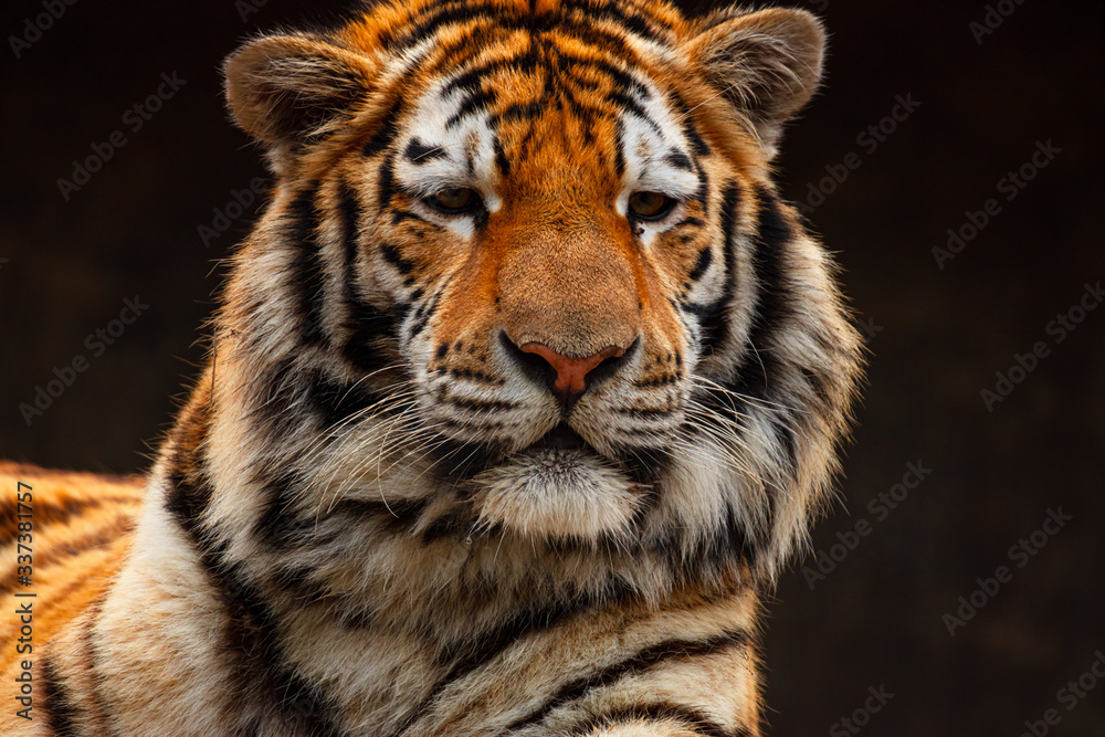 Naklejka premium tiger in the sun