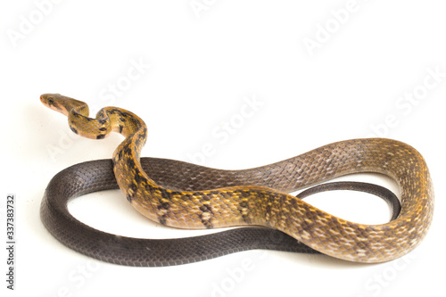 Coelognathus flavolineatus, the black copper rat snake or yellow striped snake, is a species of Colubrid snake found in Southeast Asia. isolated on white background photo