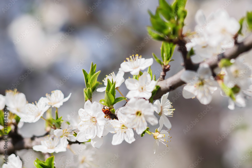 Ladybug sits on a cherry tree flower