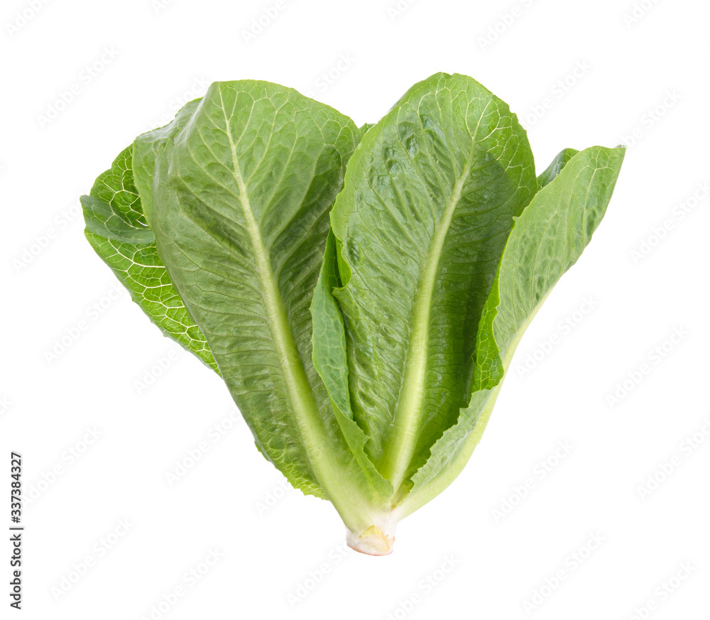 Cos Lettuce on White Background Cos Lettuce on White Background