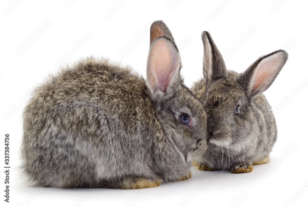 Obraz premium Gray rabbits isolated.