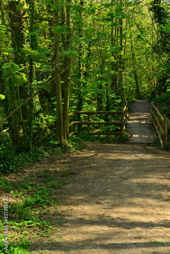 Woodland path, Jersey, U.K. Spring lush way through the forest.