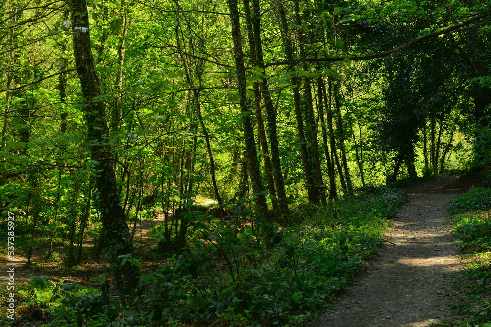 Obraz premium Forest path, Jersey, U.K. Spring lush woodland.