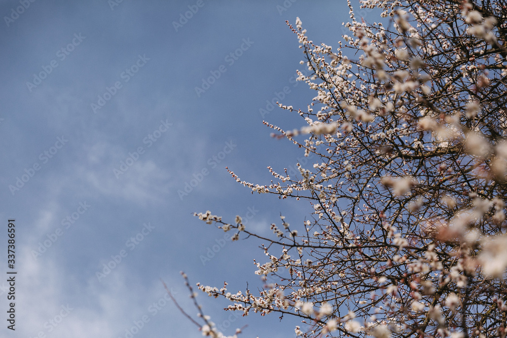 Spring blooming cherry or apricot. The spring sun Spring blooming cherry or apricot. The spring sun