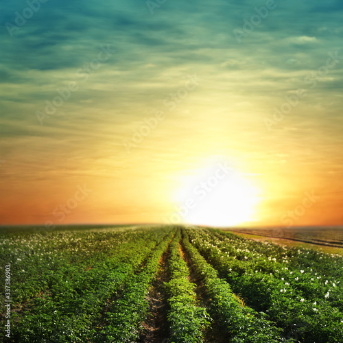 Picturesque view of blooming potato field at sunset. Organic farming