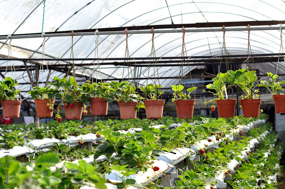 Strawberries being grown irrigation system green house.