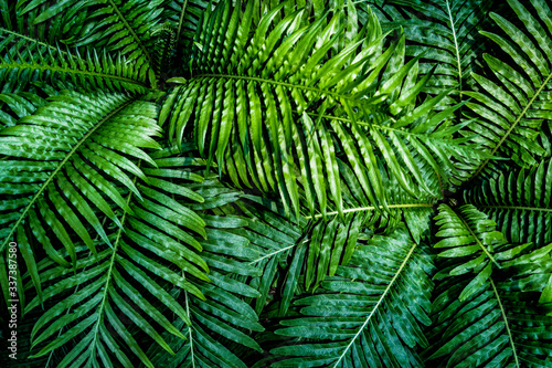 fern leaf, lush green foliage in rainforest, nature background	
