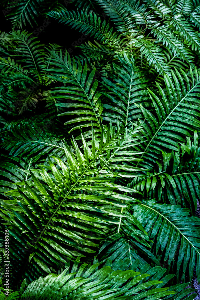 fern leaf, lush green foliage in rainforest, nature background	
