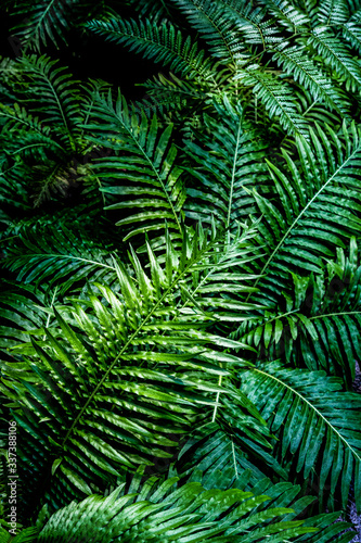 fern leaf  lush green foliage in rainforest  nature background  