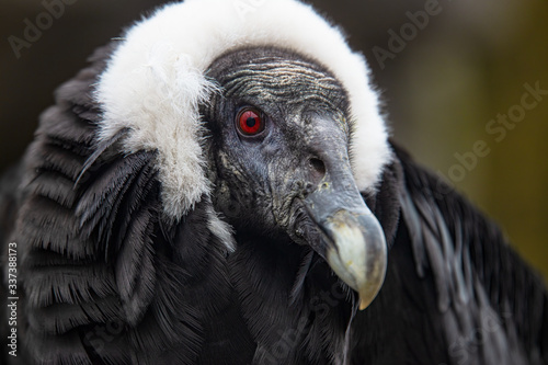 Portrait of Perched Andean Condor