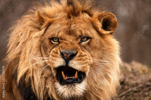 Fototapeta Naklejka Na Ścianę i Meble -  Portrait of a male African lion
