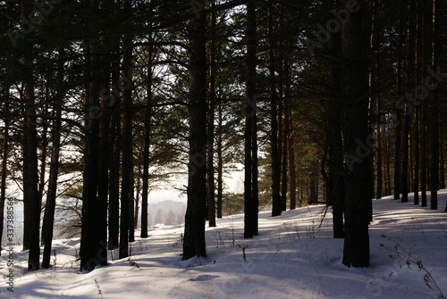 The sun penetrates the thicket of trees growing on high ground in winter