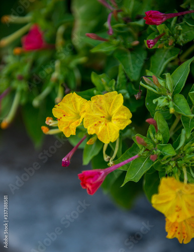 red and yellow flowers