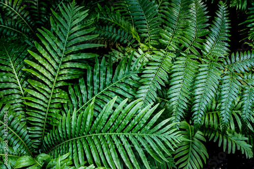 fern leaf, lush green foliage in rainforest, nature background 