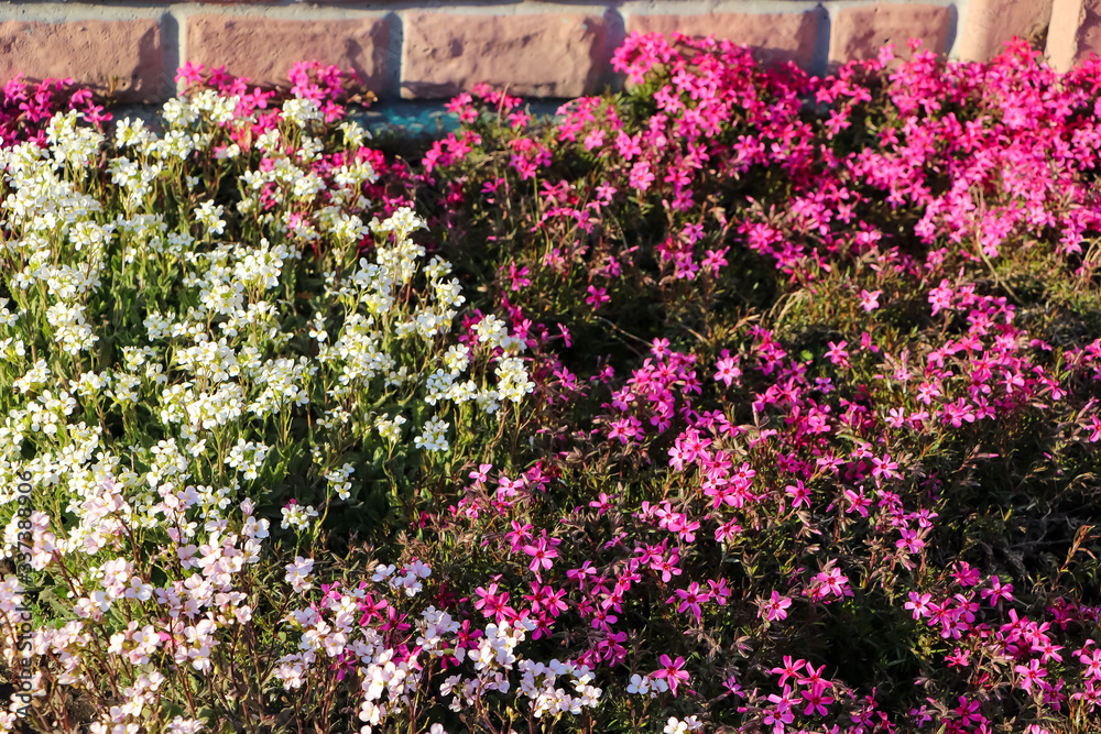 purple flowers in a garden