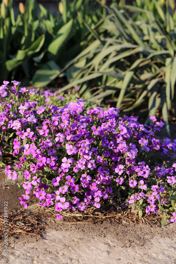 Obraz premium lilac flowers in the garden