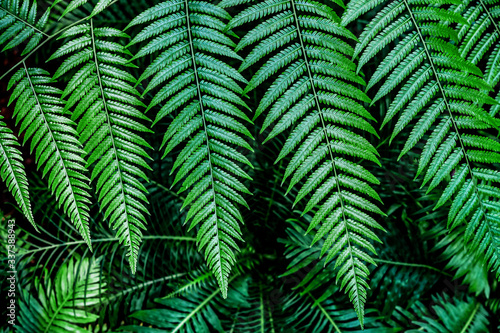 fern leaf, lush green foliage in rainforest, nature background 