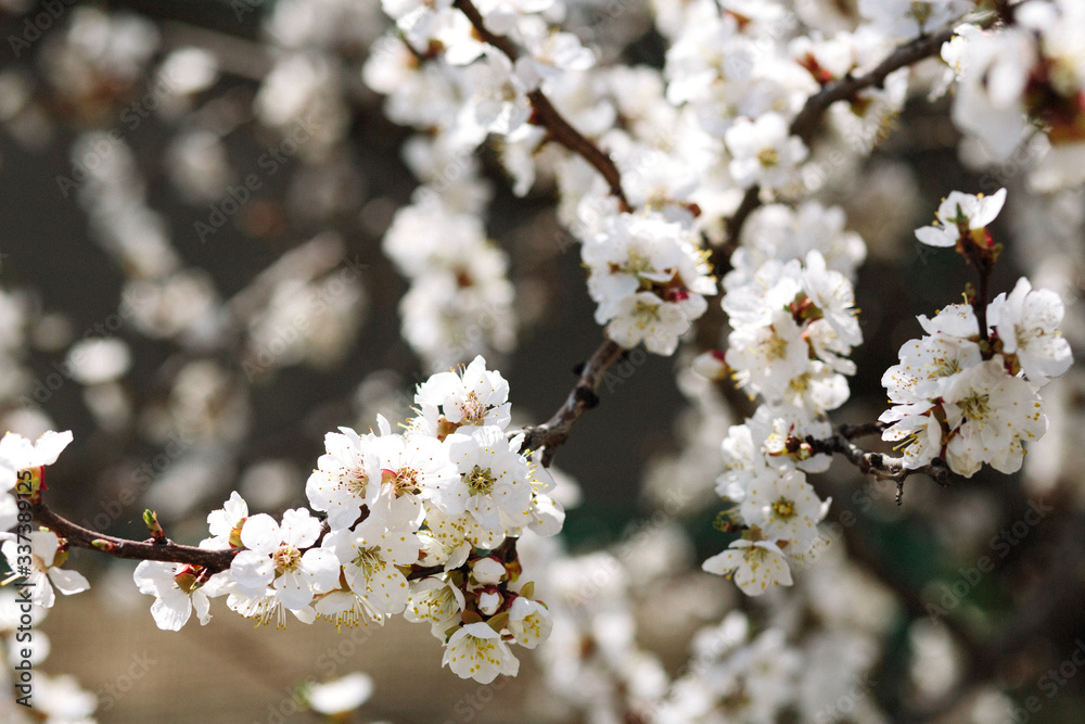 Spring blooming cherry or apricot. The spring sun Spring blooming cherry or apricot. The spring sun