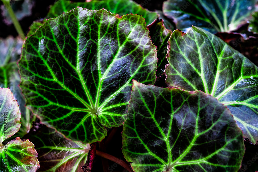 Obraz premium closeup nature view of green leaf texture, dark wallpaper concept, nature background, tropical leaf