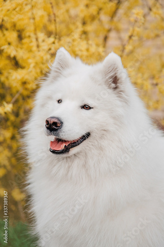 Samoyed dog. Dog portrait. Yellow blooming background