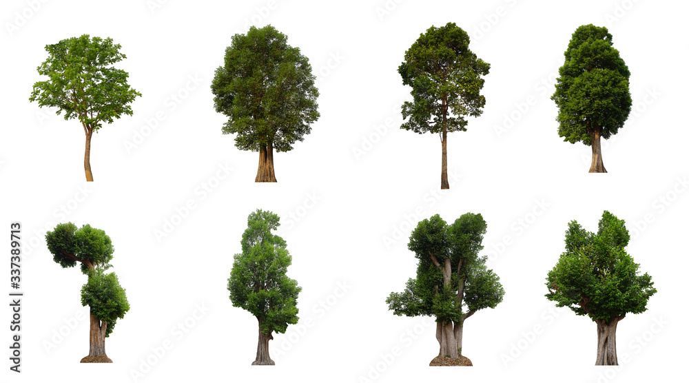 Set of trees  isolated  on  white  background  in  Thailand.