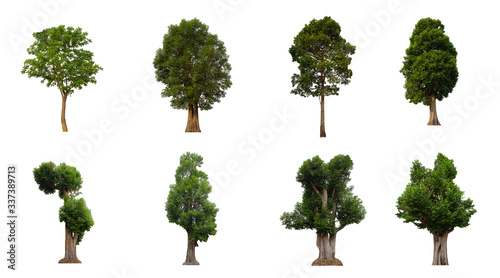 Set of trees  isolated  on  white  background  in  Thailand.