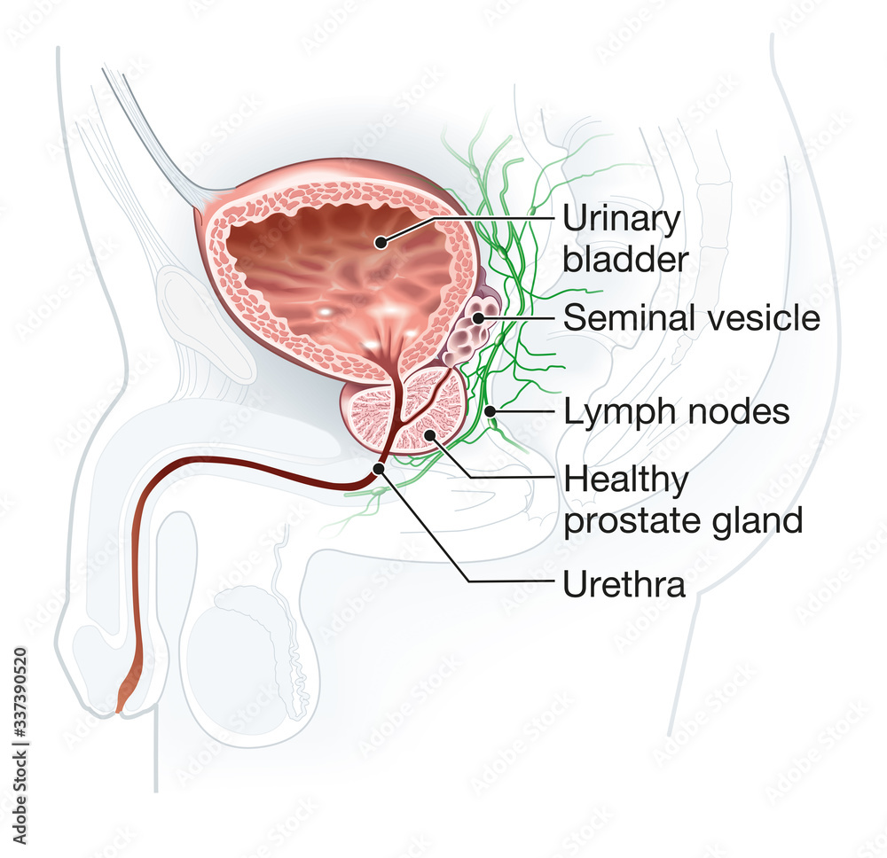 healthy-prostate-with-bladder-urethra-and-seminal-vesicle-medical