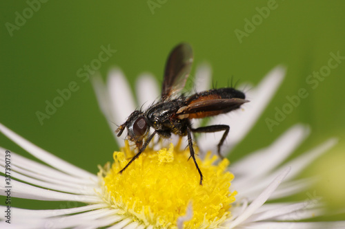 Macro summer small flower fly Clairvillia biguttata on flower photo