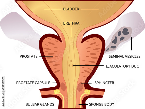 prostate, an exocrine gland of the male reproductive system. Within it sits the urethra coming from the bladder which is called the prostatic urethra and which merges with the two ejaculatory ducts photo