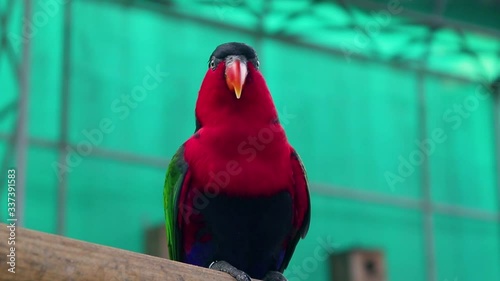 Red Australian king parrot sitting calmly. photo