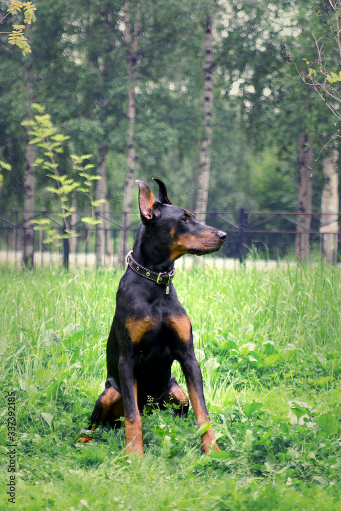 dog, lawn, doberman, summer, doberman pinscher, male dog, lawn, doberman, summer, doberman pinscher, male