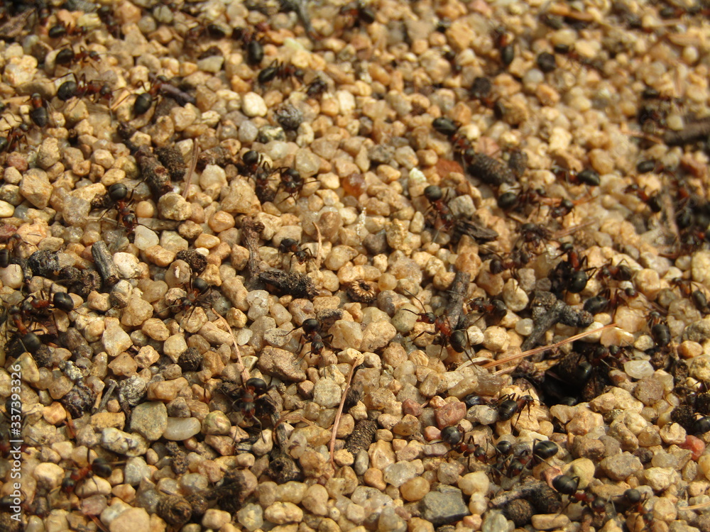 A flock of ants on an ant hill in the forest A flock of ants on an ant hill in the forest