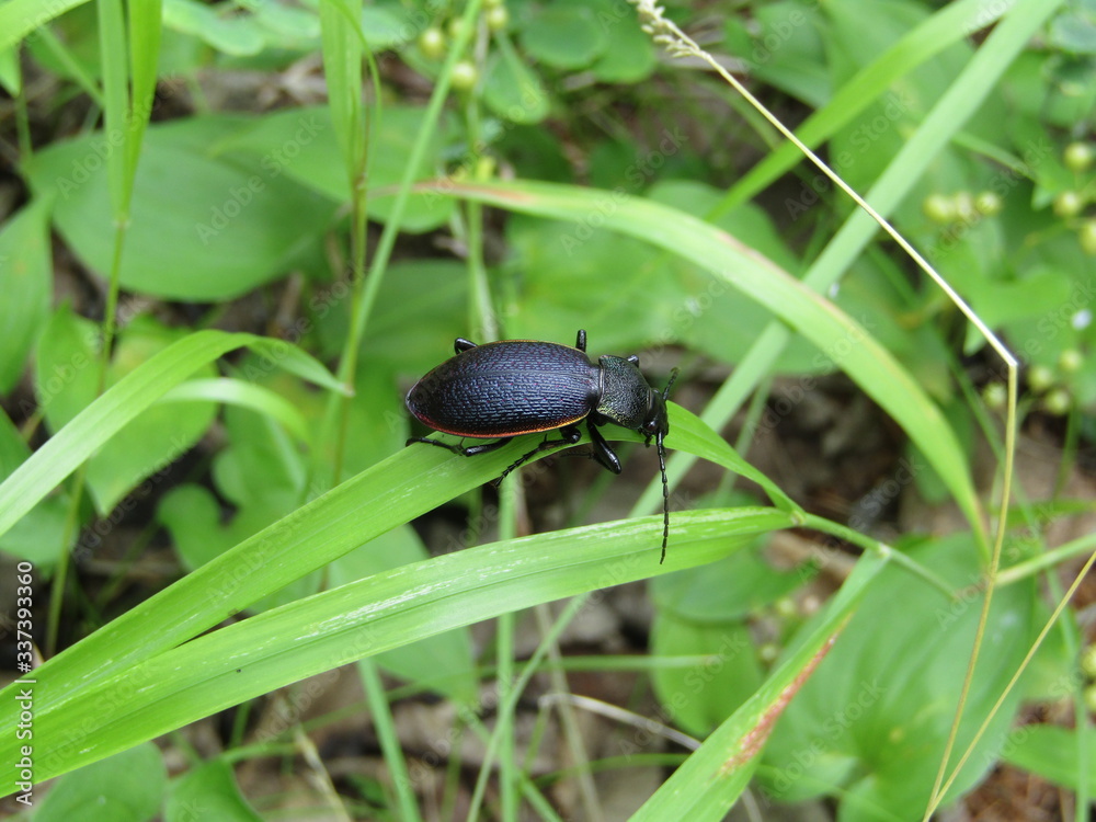 Black Forest Beetle on a leaf