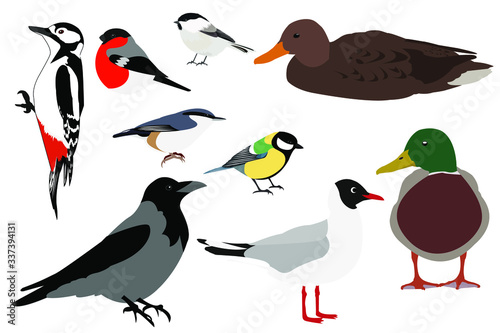 collection of birds  vector illustration isolated on white background  tit  nuthatch  pigeon  bullfinch  duck  titmouse  crow  gull  woodpecker