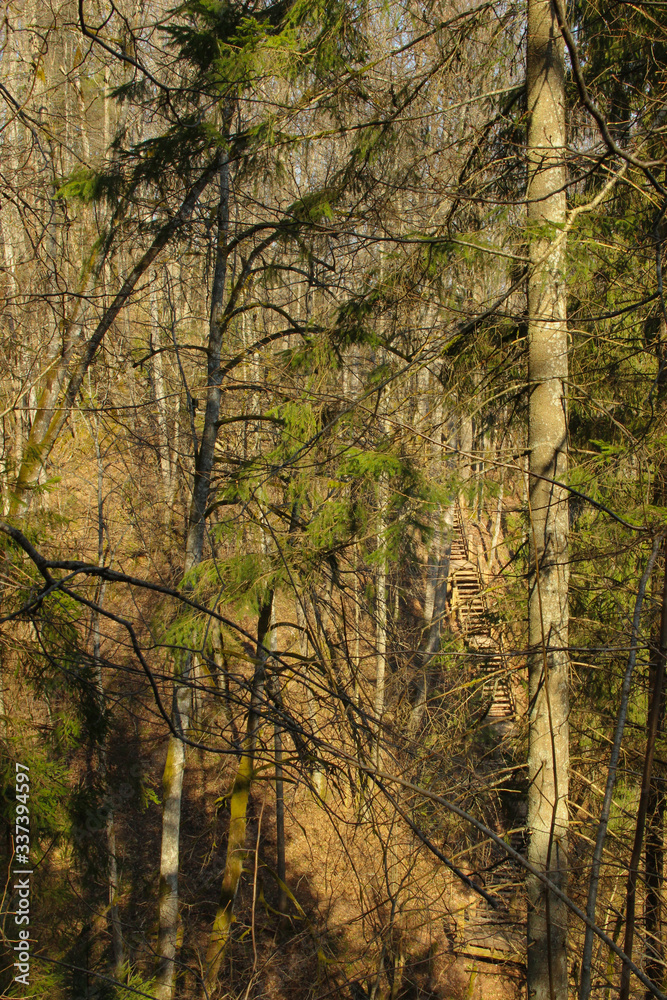 Hidden walking trails among trees. Sun beams and shadows in forest. Hidden walking trails among trees. Sun beams and shadows in forest.