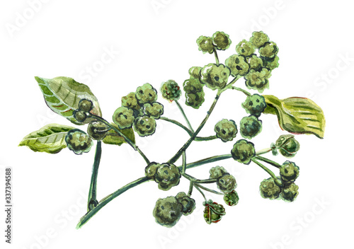 Sichuan pepper, raster illustration
